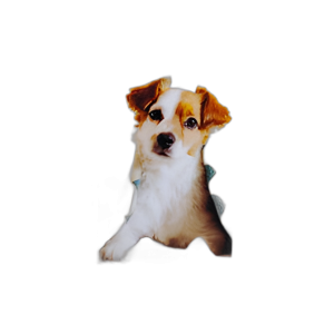 MADERA, 5X7, MARCO DE FOTOS DE PATAS DE PERROS, BLANCO