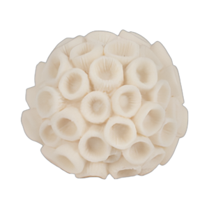 ORBE DE CORAL REDONDO DE 6´´ , MARFIL