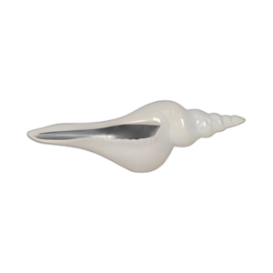 CONCHA MARINA IRIDISCENTE DE 12´´ DE LARGO CON PLATA, MARFIL/SI