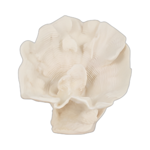 DECORACIÓN DE VENTILADORES DE CORAL DE 12´´ , MARFIL