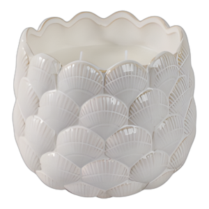 6´´ 28 OZ DE VELA DE CONCHA MARINA DE PLAYA ROSA, MARFIL