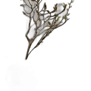 RAMA DECORATIVA DE MAGNOLIA